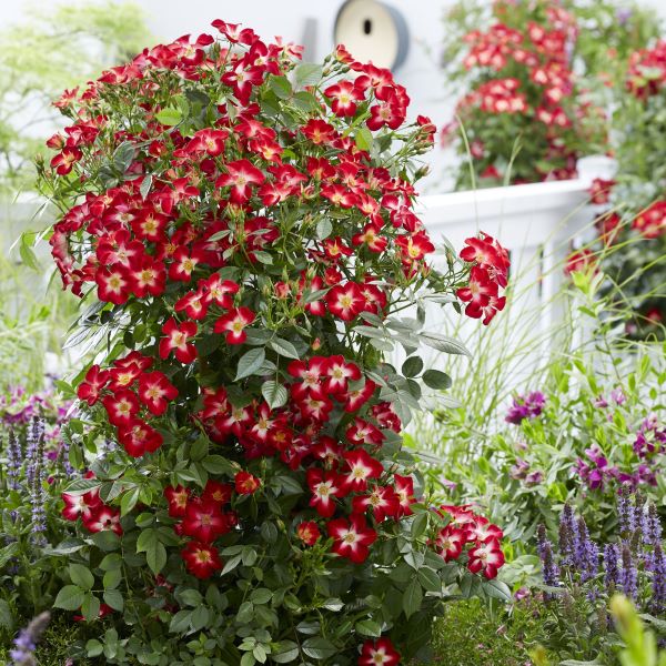 VRTNICA -  je kompaktna sorta, ki  se dobro razrašča. 'Everglow Ruby' je po 3 letih visoka približno 60-80 cm in široka 40-50 cm. Posadite jo na sonce v rodovitno, dobro odcedno zemljo. Obrežemo spomladi in po cvetenju. Enkrat spomladi in enkrat poleti dodajte tudi gnojilo za vrtnice. Odporna je na mraz do -18 ºC. Je čudovita vrtnica, ki je primerna kot vrtna rastlina, lepotica pa je tudi na balkonu ali terasi.