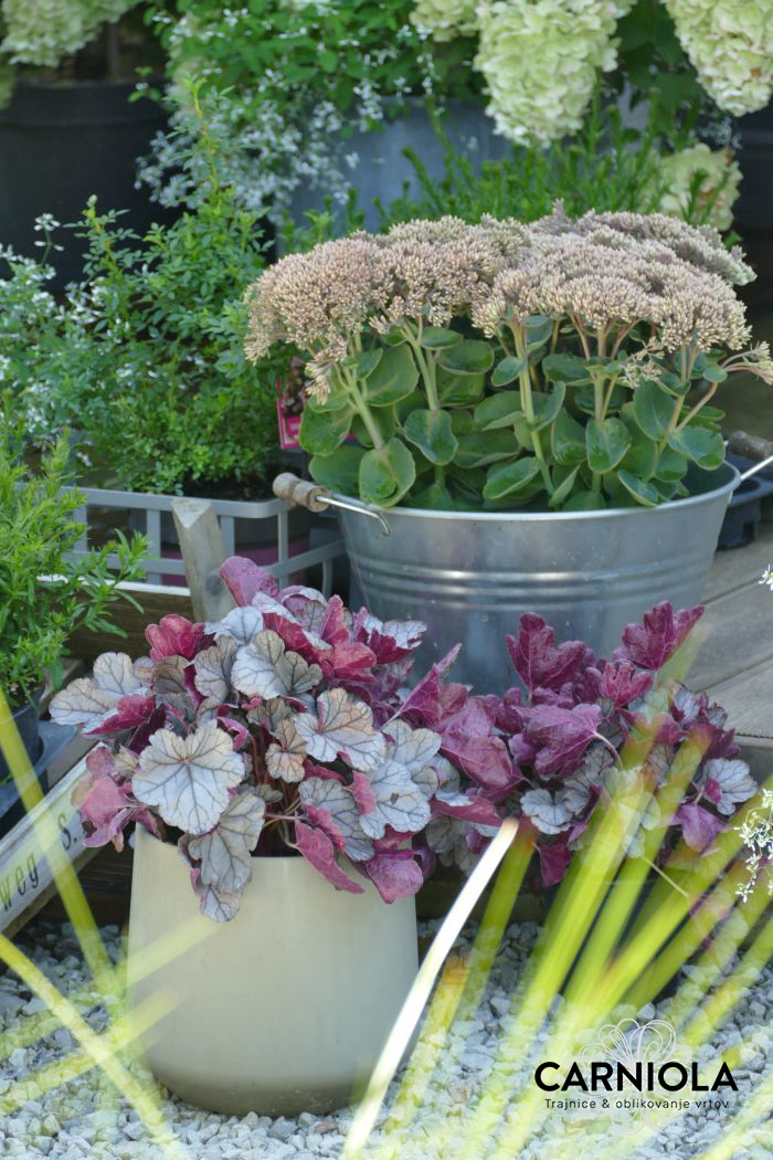 HEUCHERA, ISKRIVKA, OGNJENI DEŽ 'Silver Berry' je gosto rastoča trajnica z zimzelenimi listi, ki so posebna atrakcija. Zgornja stran je skoraj povsem siva in dajejo občutke svetle srebrnskaste kovine, spodnja stran pa je temno purpurno vijolična. Odlično se počuti v loncih in cvetličnih koritih, sadimo pa jo na sončna do polsenčna mesta z odcedno prstjo.