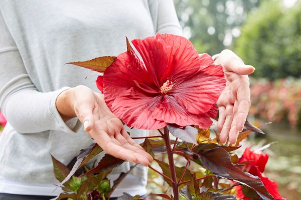 Velikocvetni rdeči močvirski hibiskus s temnimi listi. Gojimo ga na soncu in dobrih vrtnih tleh.