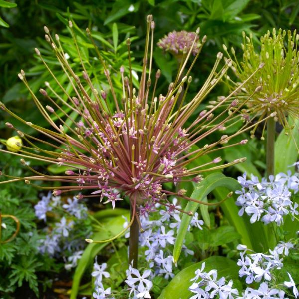 Allium schubertii, znan tudi kot okrasni luk, je čudovita rastlina, ki je priljubljena zaradi svojih edinstvenih in privlačnih cvetov, ki imajo zvezdasto obliko in so rožnato-vijolične barve. Cvetovi so združeni v velika, kroglasta socvetja, ki lahko dosežejo premer do 30 cm.