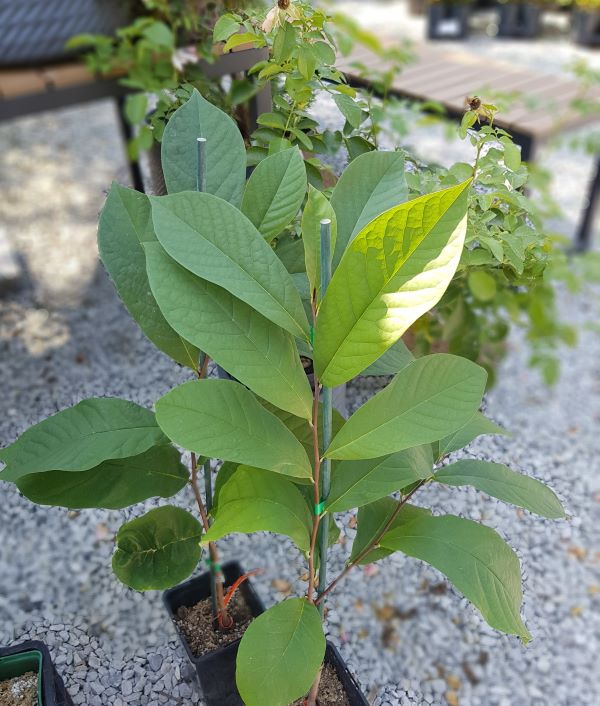 asimina triloba Atwood, sadika drevesa, cepljena