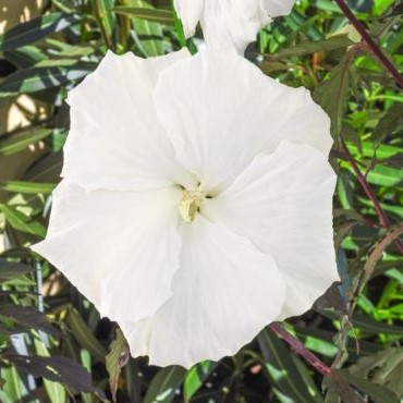 velikocvetni bel hibiskus