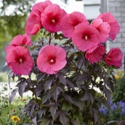 velikocvetni hibiskus